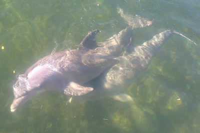 manatee tours key largo