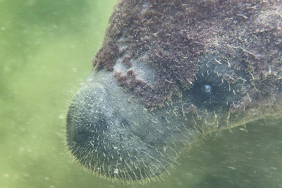 manatee tours key largo